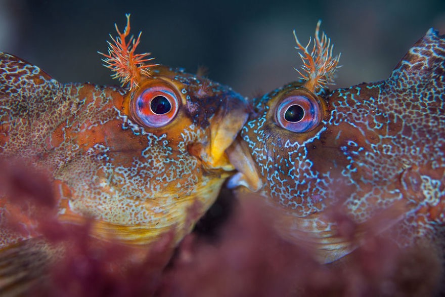 Tompot Blennies in a ferocious battle over mating rights. | image tagged in awesome,pics,photography | made w/ Imgflip meme maker