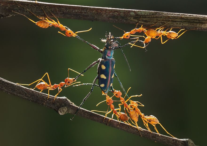 Teamwork | image tagged in awesome,pics,photography | made w/ Imgflip meme maker