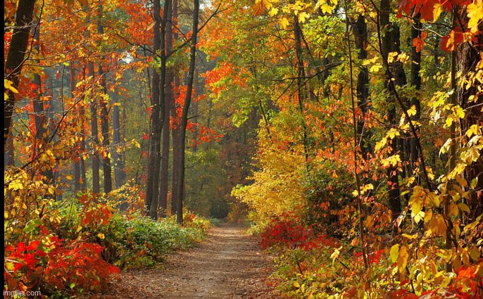 AUTUMN PATH | image tagged in autumn | made w/ Imgflip meme maker