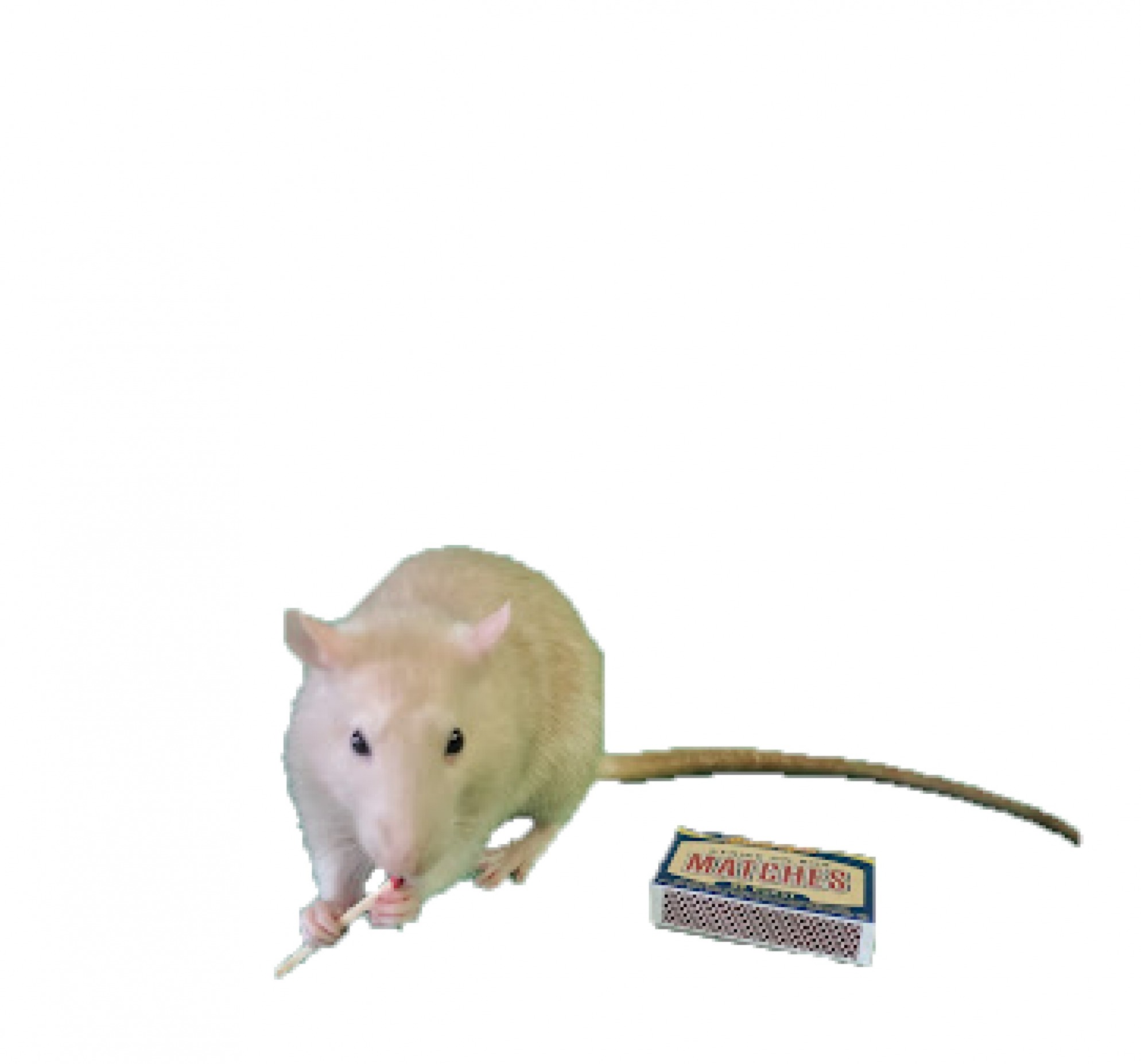 rat with match Blank Meme Template