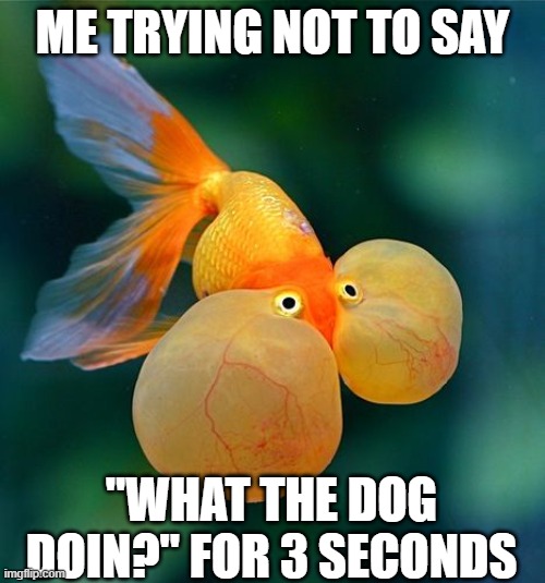 *holds breath* | ME TRYING NOT TO SAY; "WHAT THE DOG DOIN?" FOR 3 SECONDS | image tagged in fish,what the dog doin | made w/ Imgflip meme maker