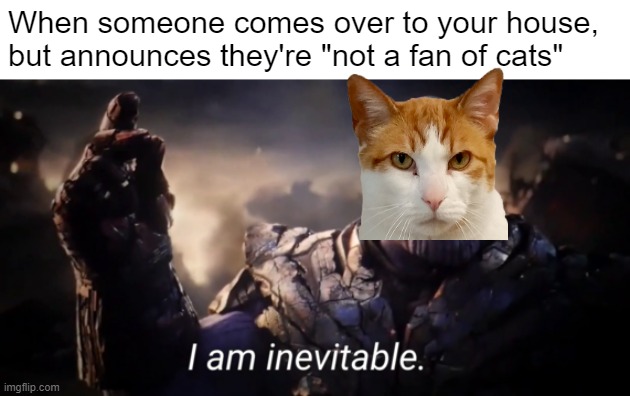 Haters give off a scent cats love | When someone comes over to your house, but announces they're "not a fan of cats" | image tagged in i am inevitable | made w/ Imgflip meme maker