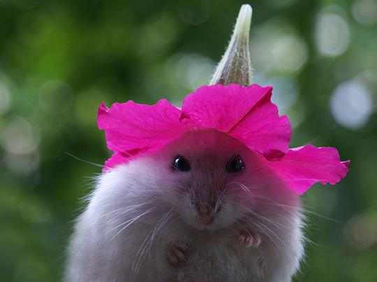 image tagged in cute,animals