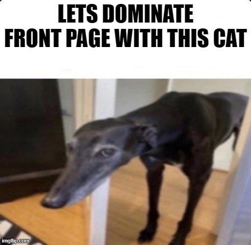 Post this cat | LETS DOMINATE FRONT PAGE WITH THIS CAT | image tagged in post this cat | made w/ Imgflip meme maker