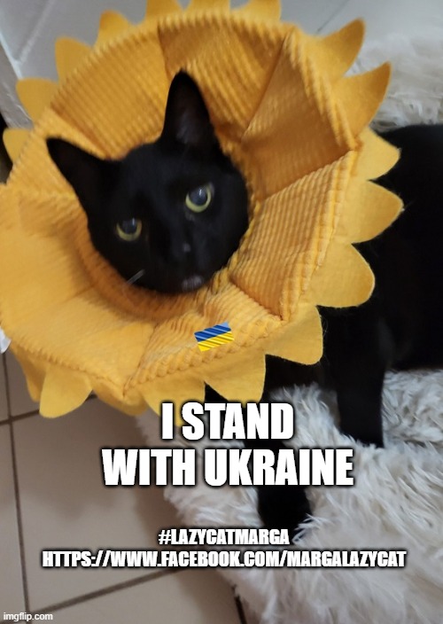 Marga Lazy Cat | I STAND WITH UKRAINE; #LAZYCATMARGA HTTPS://WWW.FACEBOOK.COM/MARGALAZYCAT | image tagged in funny cats,cats,lolcats,lazy cat,support,ukraine | made w/ Imgflip meme maker