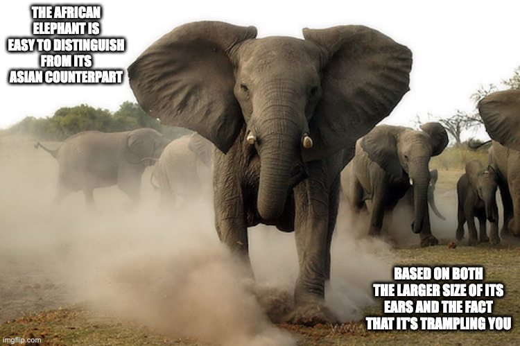 Charging Elephant | THE AFRICAN ELEPHANT IS EASY TO DISTINGUISH FROM ITS ASIAN COUNTERPART; BASED ON BOTH THE LARGER SIZE OF ITS EARS AND THE FACT THAT IT'S TRAMPLING YOU | image tagged in elephant,memes | made w/ Imgflip meme maker
