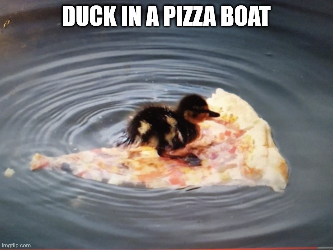 Duck in a pizza boat |  DUCK IN A PIZZA BOAT | image tagged in duck in a pizza boat | made w/ Imgflip meme maker