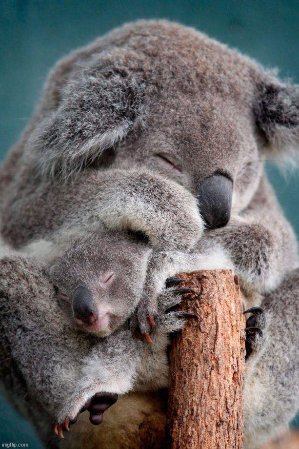 Cute Koala bears | image tagged in koala,awesome | made w/ Imgflip meme maker
