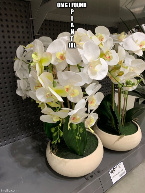 PLANT | OMG I FOUND 
P
L
A
N
T 
IRL | made w/ Imgflip meme maker