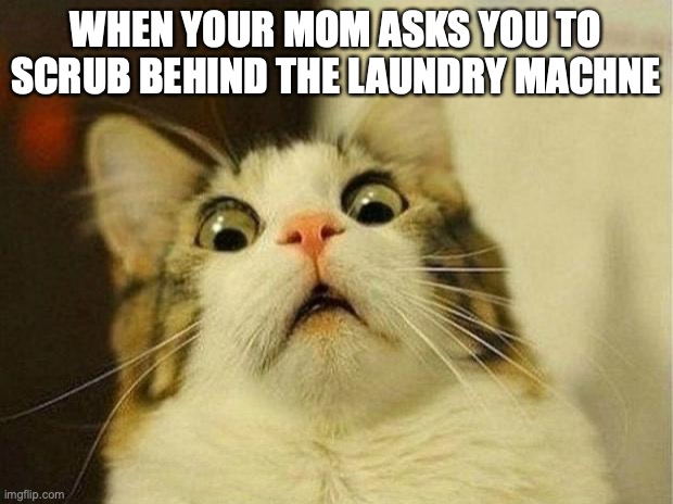 Scared Cat | WHEN YOUR MOM ASKS YOU TO SCRUB BEHIND THE LAUNDRY MACHNE | image tagged in memes,scared cat,avoiding responsibilities | made w/ Imgflip meme maker