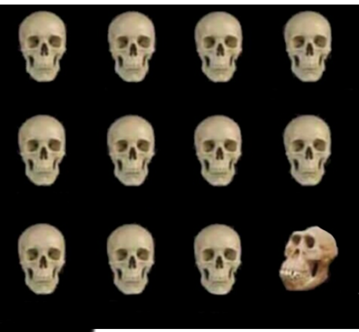 Skulls Blank Meme Template
