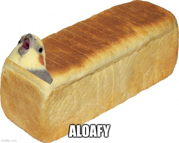 birb loaf | ALOAFY | image tagged in breadddd,imgflip users | made w/ Imgflip meme maker