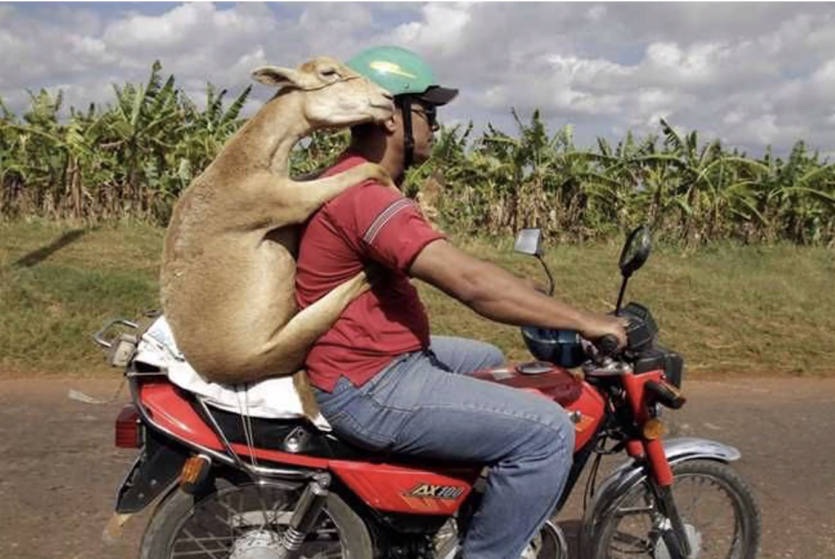 Goat on a bike Blank Meme Template