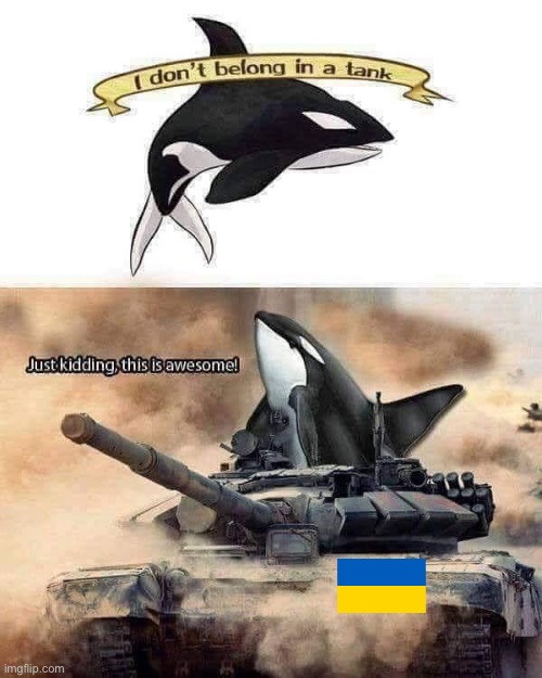 #FreeShamu #FreeUkraine | image tagged in orca i don t belong in a tank,free,shamu,free ukraine,ukraine,tank | made w/ Imgflip meme maker