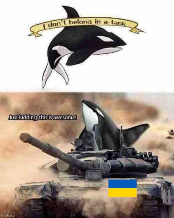#FreeShamu #FreeUkraine | image tagged in orca i don t belong in a tank,based,one,maga,orca,ukraine | made w/ Imgflip meme maker