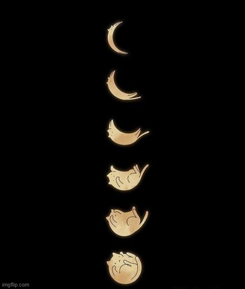 evolution of the moon | image tagged in cats | made w/ Imgflip meme maker