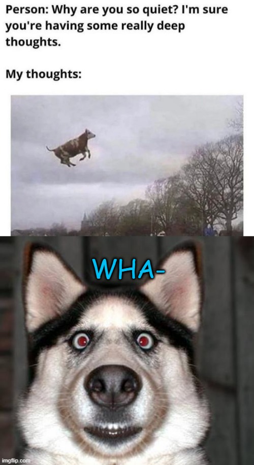 WHA- | image tagged in scared dog | made w/ Imgflip meme maker