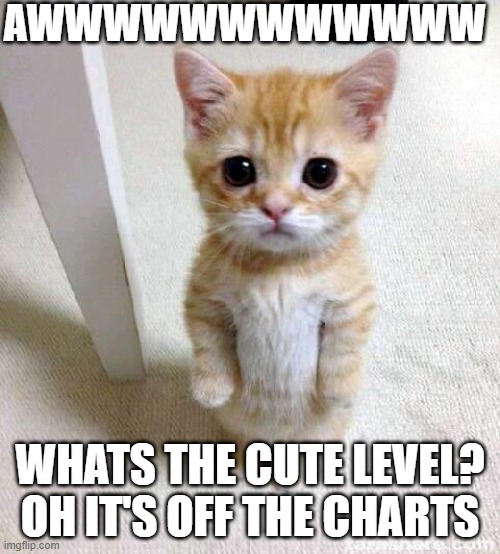 Cute Cat Meme | AWWWWWWWWWWWW; WHATS THE CUTE LEVEL? OH IT'S OFF THE CHARTS | image tagged in memes,cute cat | made w/ Imgflip meme maker