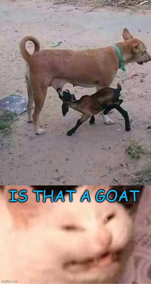 IS THAT A GOAT | image tagged in e w | made w/ Imgflip meme maker