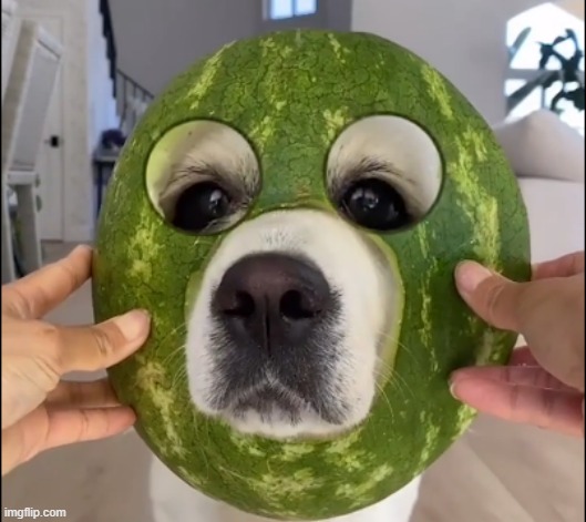 doggomelon | image tagged in doggomelon | made w/ Imgflip meme maker