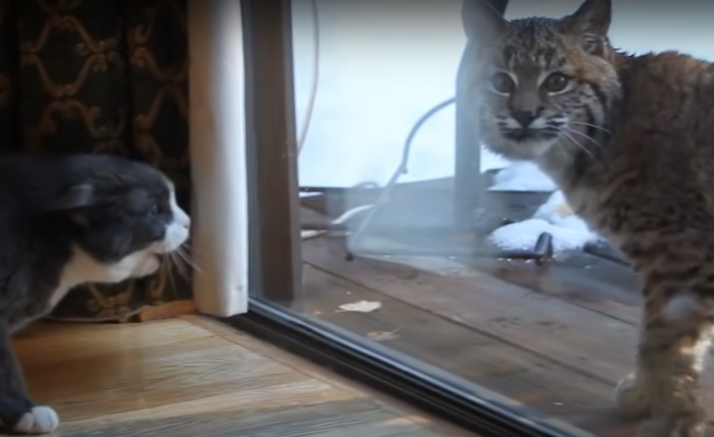 High Quality Cat VS Bobcat Blank Meme Template