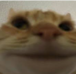 High Quality Front-Facing Camera Cat Blank Meme Template