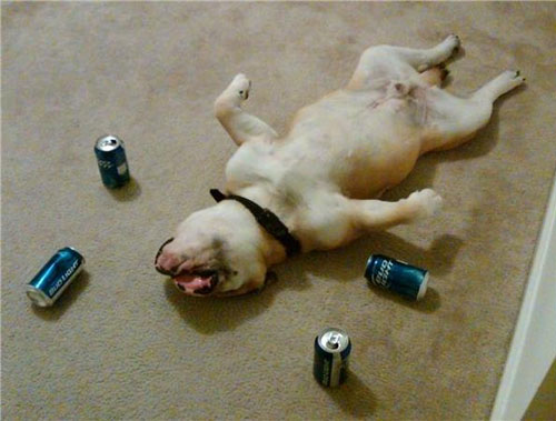 Really drunk dog Blank Meme Template