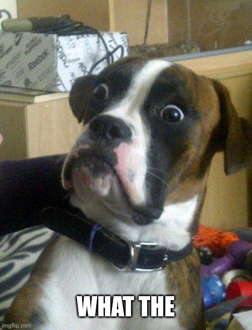 Blankie the Shocked Dog | WHAT THE | image tagged in blankie the shocked dog | made w/ Imgflip meme maker