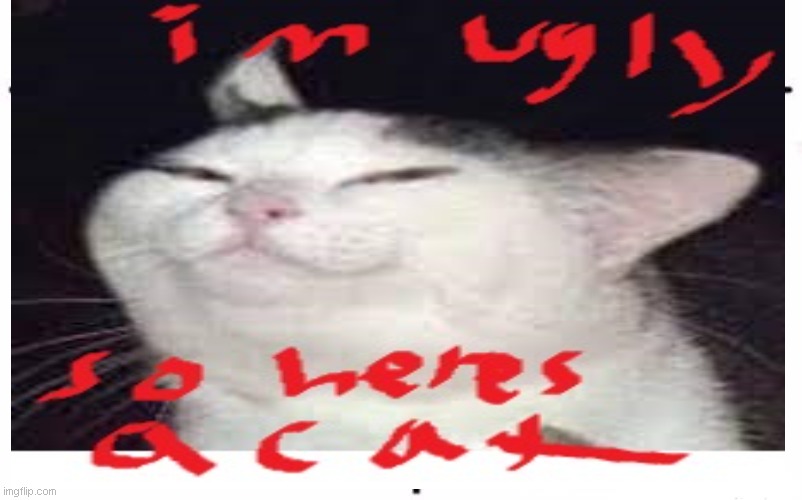 CAT | image tagged in cat | made w/ Imgflip meme maker