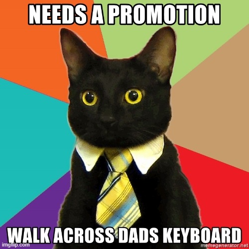 Kitty needs more money | image tagged in cat,keyboard,money | made w/ Imgflip meme maker