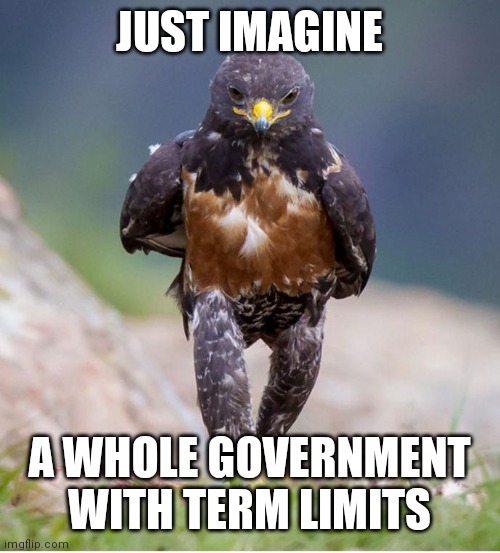 Wondering Wandering Falcon | JUST IMAGINE A WHOLE GOVERNMENT WITH TERM LIMITS | image tagged in wondering wandering falcon | made w/ Imgflip meme maker