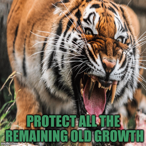 Yogi Shambu asks You To Protect the Last Remaining Old Growth | PROTECT ALL THE 
REMAINING OLD GROWTH | image tagged in gifs,shambu,yogi,old,growth,protect | made w/ Imgflip images-to-gif maker