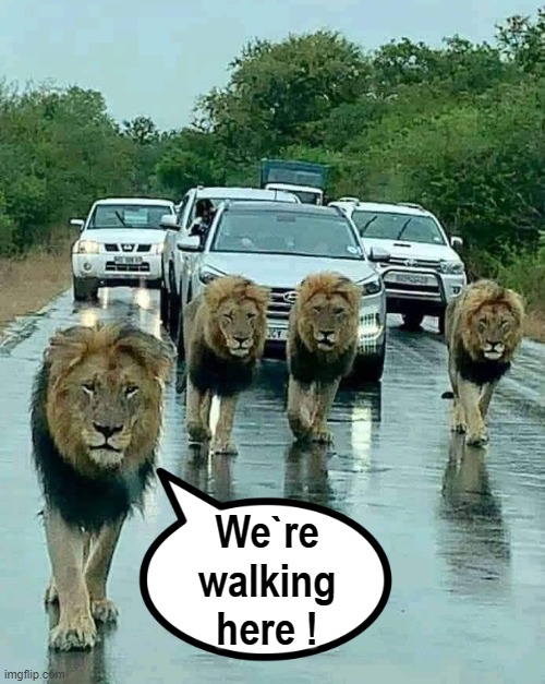 Lions | We`re
walking
here ! | image tagged in cat walking like a boss | made w/ Imgflip meme maker
