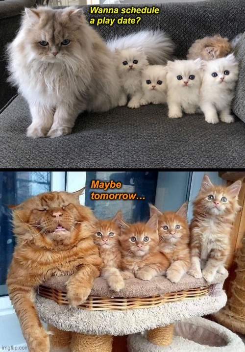 Who Needs a Nap? | Wanna schedule a play date? Maybe tomorrow… | image tagged in funny cat memes,funny cats,parenting | made w/ Imgflip meme maker