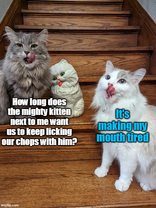 Ceramic Derp | How long does the mighty kitten next to me want us to keep licking our chops with him? It's making my mouth tired | image tagged in meme,memes,humor,cat,cats | made w/ Imgflip meme maker