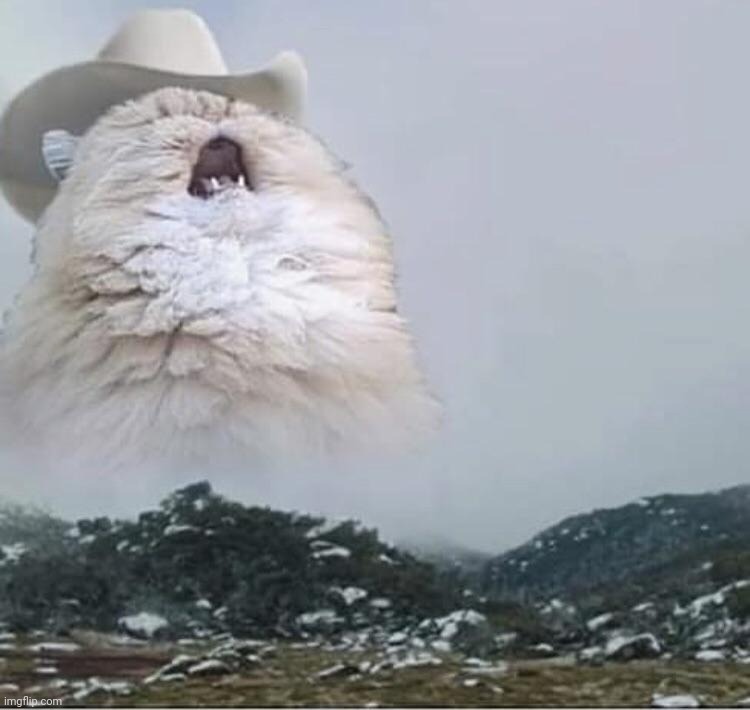Country Roads Cat | image tagged in country roads cat | made w/ Imgflip meme maker