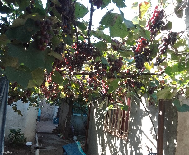 my grape tree | made w/ Imgflip meme maker