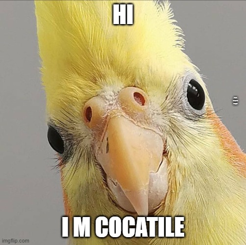 wait wth | HI; (i spek lmaoparrot lenguge); I M COCATILE | image tagged in cockatiel attitude | made w/ Imgflip meme maker