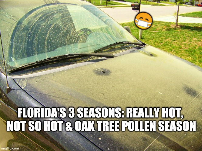 Florida's 3 Seasons | 😷; FLORIDA'S 3 SEASONS: REALLY HOT, 
NOT SO HOT & OAK TREE POLLEN SEASON | image tagged in pollen covered car,florida weather memes,seasons in florida,florida memes,face mask memes,fun | made w/ Imgflip meme maker