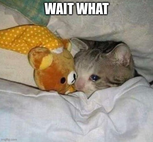 Crying cat | WAIT WHAT | image tagged in crying cat | made w/ Imgflip meme maker