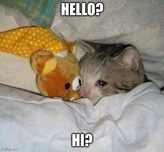 Crying cat | HELLO? HI? | image tagged in crying cat | made w/ Imgflip meme maker