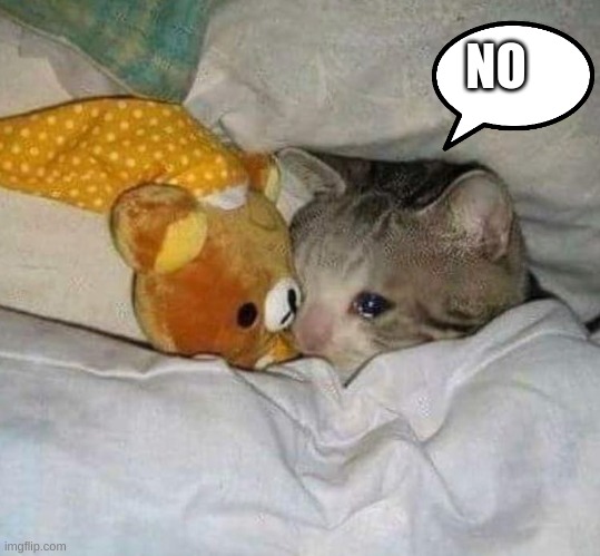 Crying cat | NO | image tagged in crying cat | made w/ Imgflip meme maker