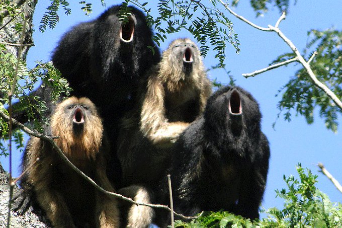 Monkeys howling Blank Meme Template