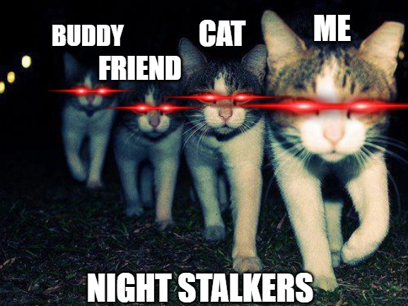 we on | ME; CAT; BUDDY; FRIEND; NIGHT STALKERS | image tagged in memes,wrong neighboorhood cats,cats,funny cats | made w/ Imgflip meme maker