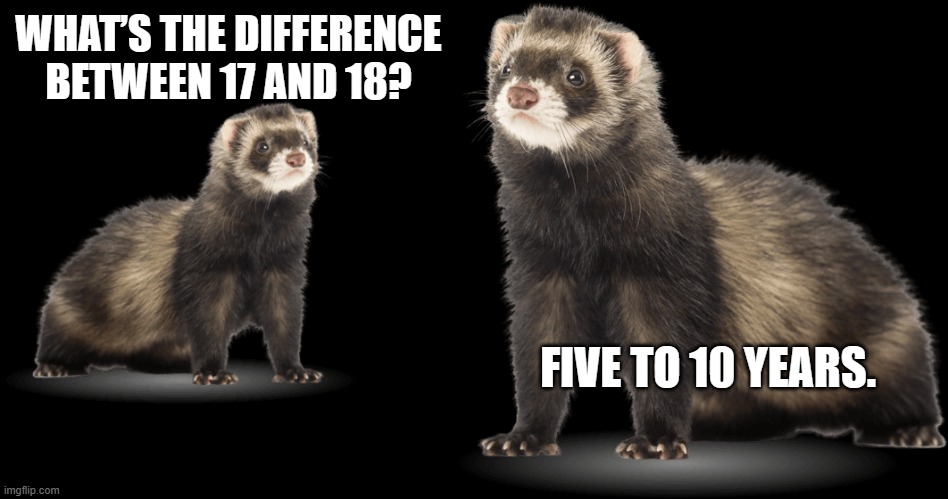 WTF!?! | WHAT’S THE DIFFERENCE BETWEEN 17 AND 18? FIVE TO 10 YEARS. | image tagged in ferret,dark humor | made w/ Imgflip meme maker