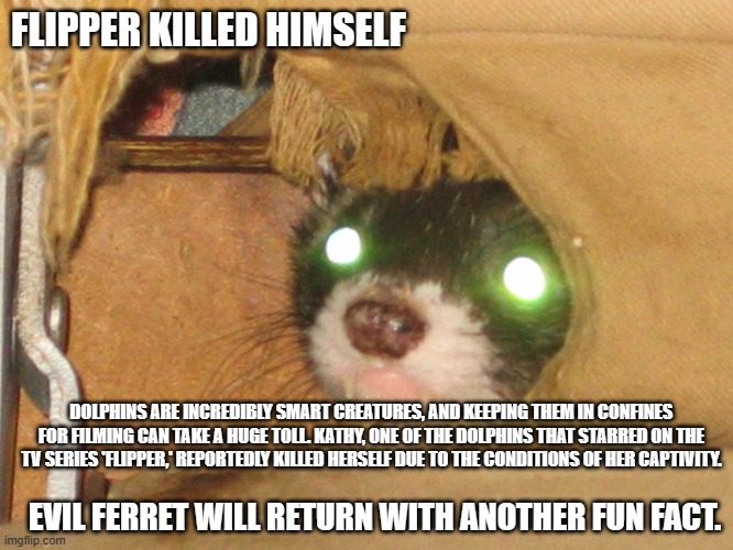 Evil ferret fun facts | FLIPPER KILLED HIMSELF; DOLPHINS ARE INCREDIBLY SMART CREATURES, AND KEEPING THEM IN CONFINES FOR FILMING CAN TAKE A HUGE TOLL. KATHY, ONE OF THE DOLPHINS THAT STARRED ON THE TV SERIES 'FLIPPER,' REPORTEDLY KILLED HERSELF DUE TO THE CONDITIONS OF HER CAPTIVITY. EVIL FERRET WILL RETURN WITH ANOTHER FUN FACT. | image tagged in ferret,evil,facts | made w/ Imgflip meme maker