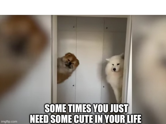 dog | SOME TIMES YOU JUST NEED SOME CUTE IN YOUR LIFE | image tagged in dog,cute,wholesome | made w/ Imgflip meme maker