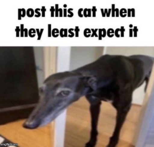 e | image tagged in unexpected cat | made w/ Imgflip meme maker
