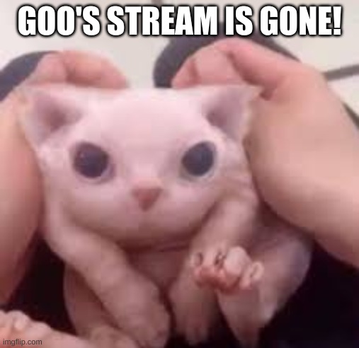 Scrunched Bingus | GOO'S STREAM IS GONE! | image tagged in scrunched bingus | made w/ Imgflip meme maker