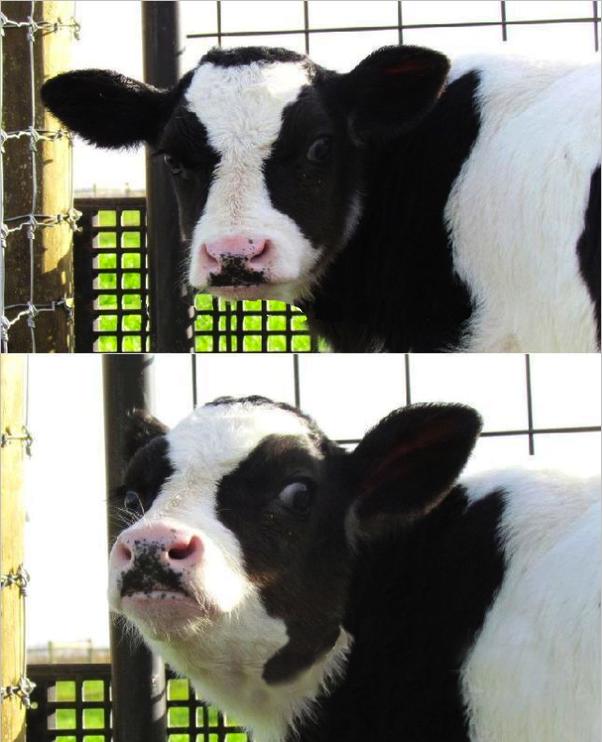 cows Blank Meme Template